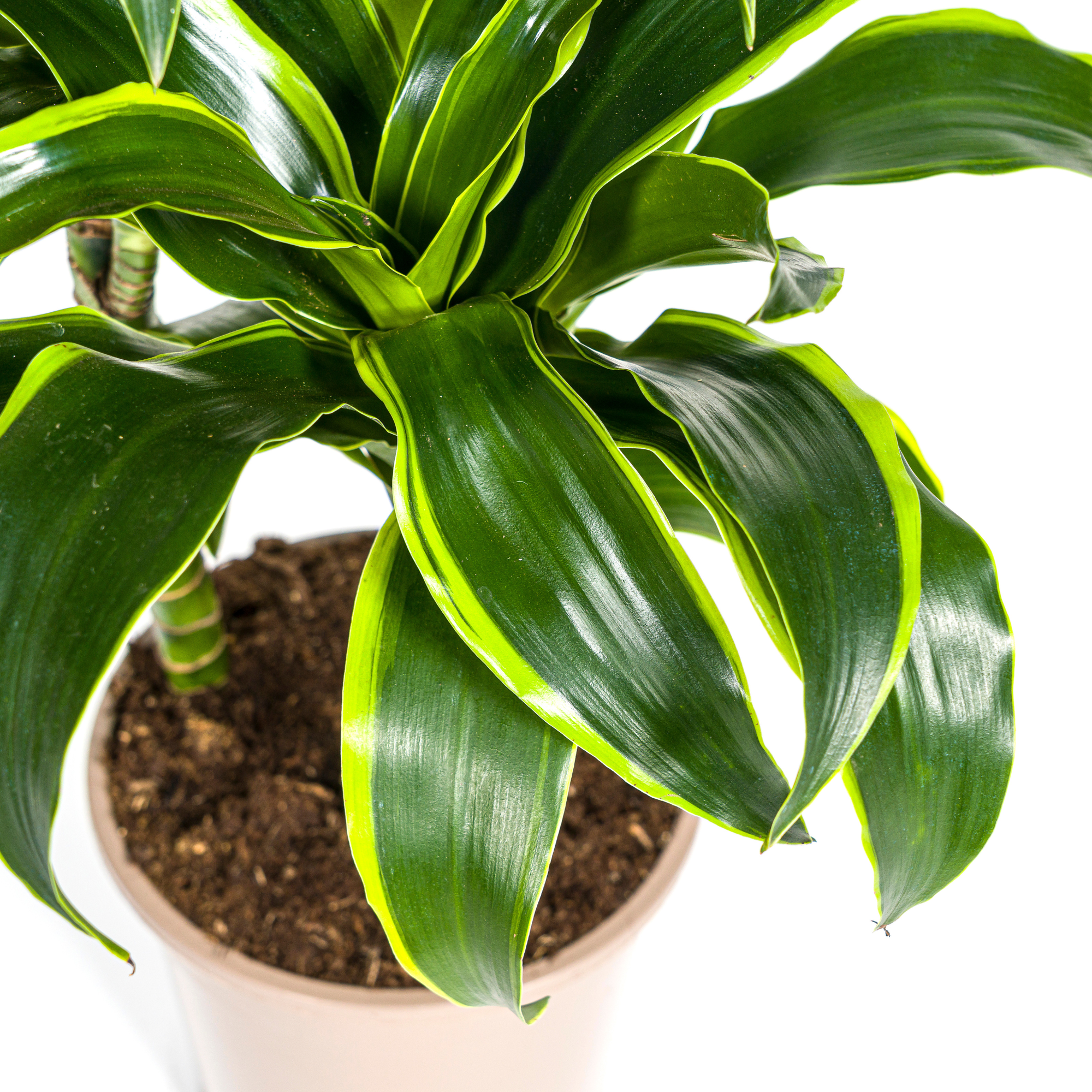 Dracaena 'Dorado' & Korb – Natürliche Eleganz für dein Zuhause