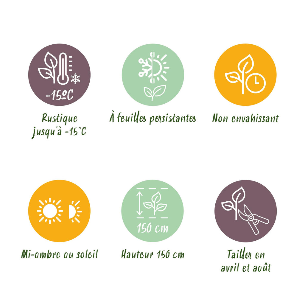 Euonymus 'Paloma Blanca' – Der Japanische Spindelstrauch mit dem „Weißen Wunder“