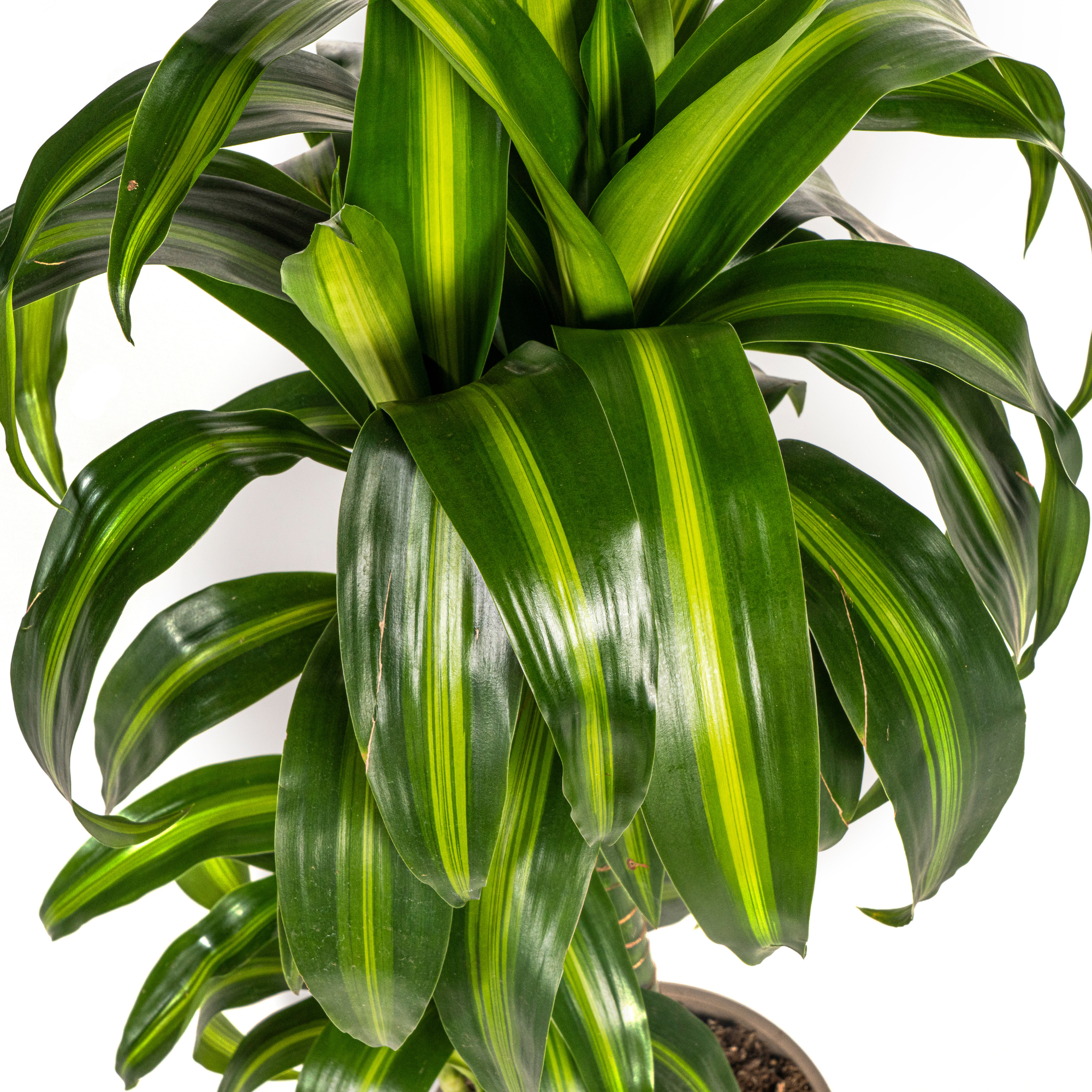Dracaena 'Hawaiian Sunshine' – Dein persönlicher Sonnenstrahl