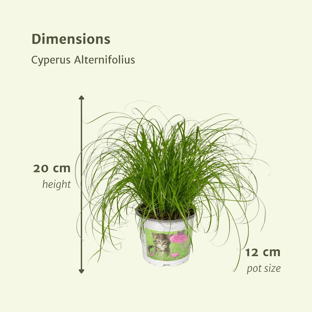 Cyperus Alternifolius (Katzengras) – Ø 12 cm, 20 cm