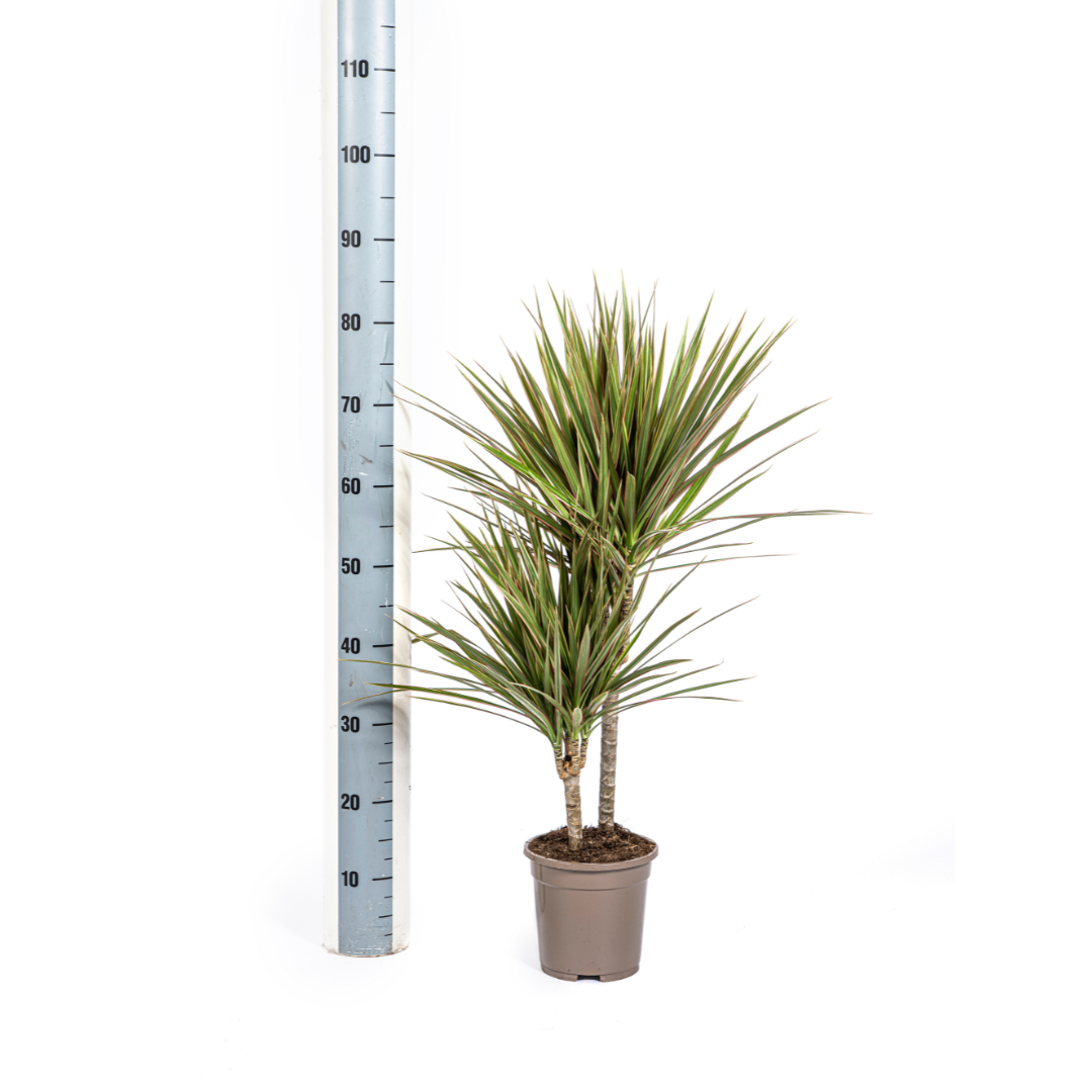 Dracaena Marginata „Bicolor“ – Der zweifarbige Drachenbaum