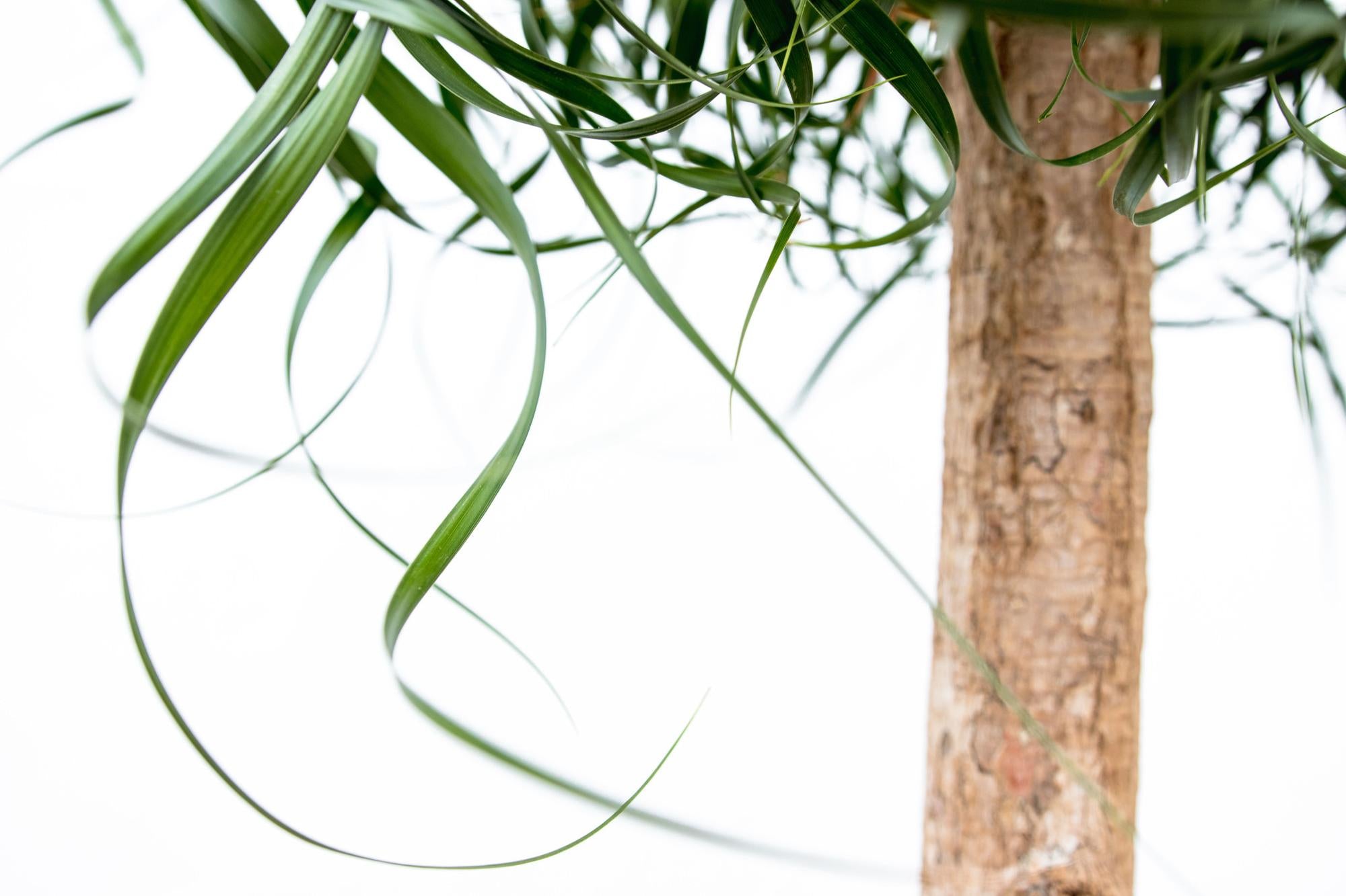 Beaucarnea XXL – Der majestätische Elefantenfuß