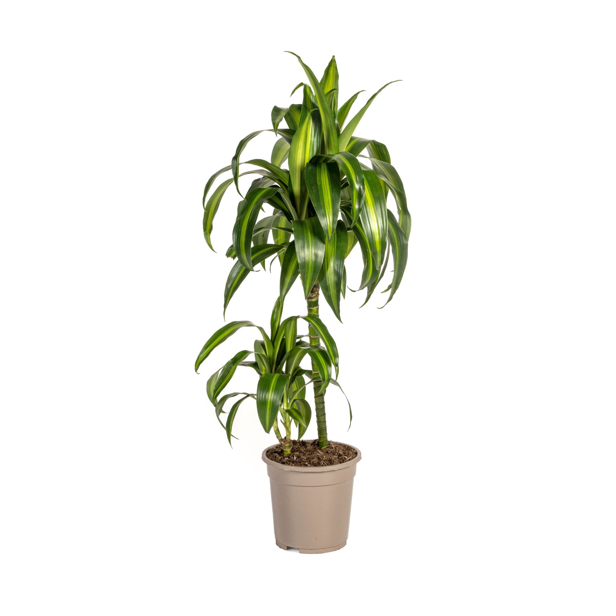 Dracaena 'Hawaiian Sunshine' – Dein persönlicher Sonnenstrahl