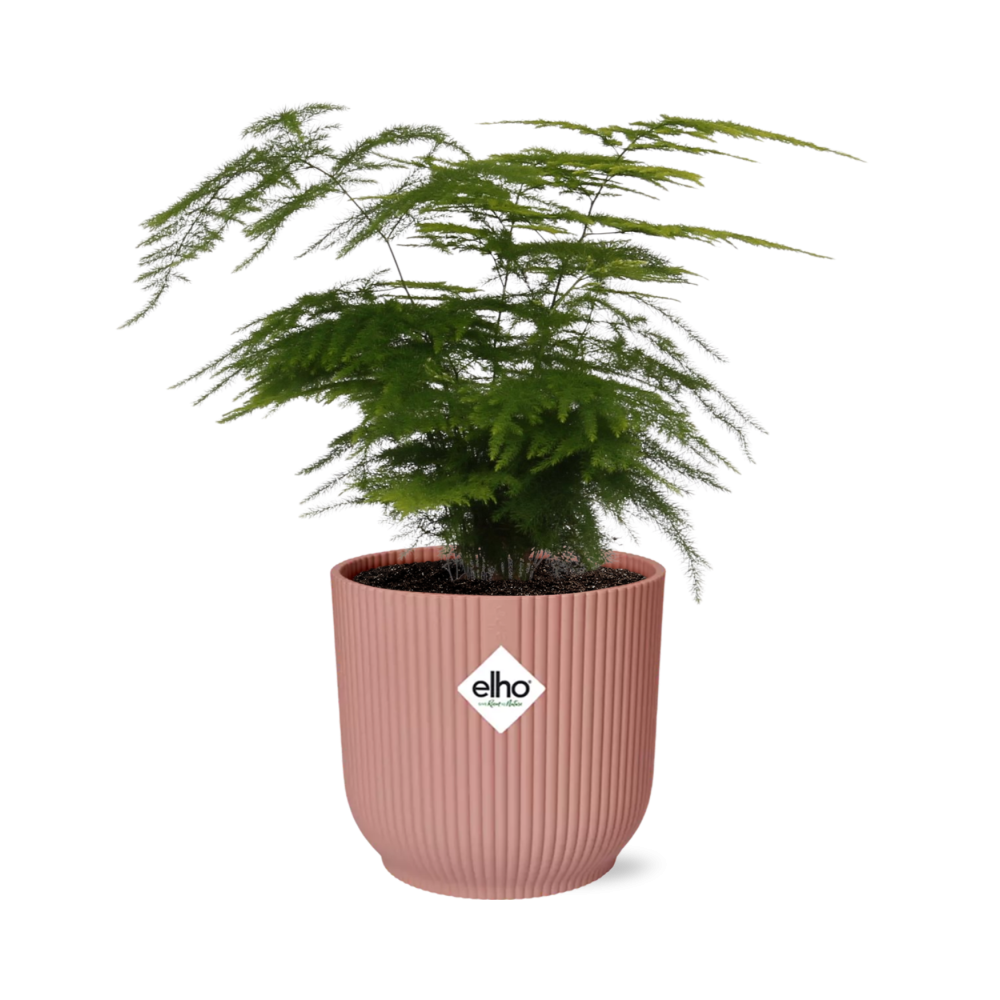 Asparagus Plumosus – Filigrane Eleganz im Topf