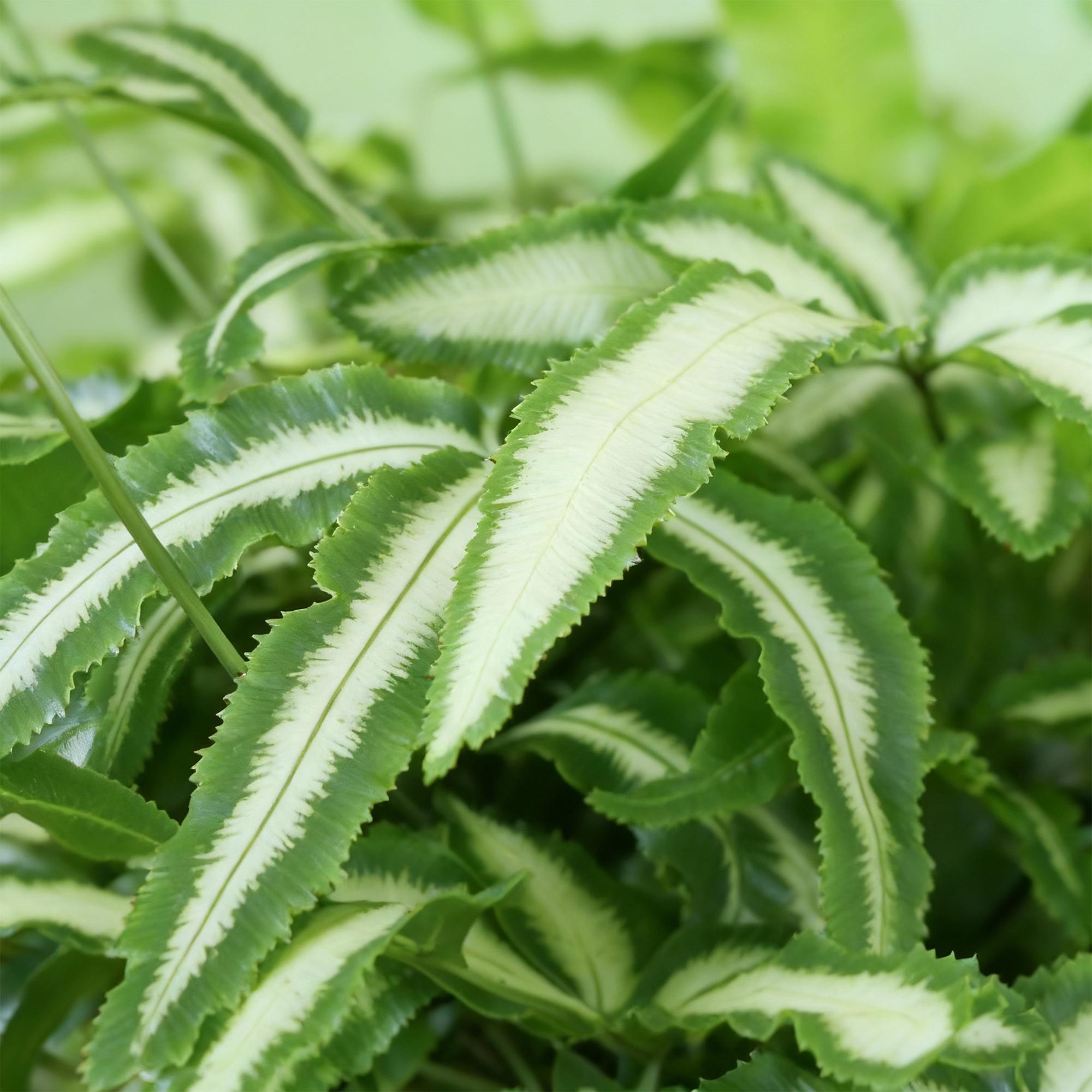 🌿 Pteris cretica Albolineata (Bandfarn) – Ø 12 cm, 28–30 cm