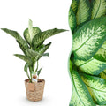 Dieffenbachia Tropic Snow – Ø 21 cm, 90–100 cm