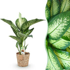 Dieffenbachia Tropic Snow – Ø 21 cm, 90–100 cm