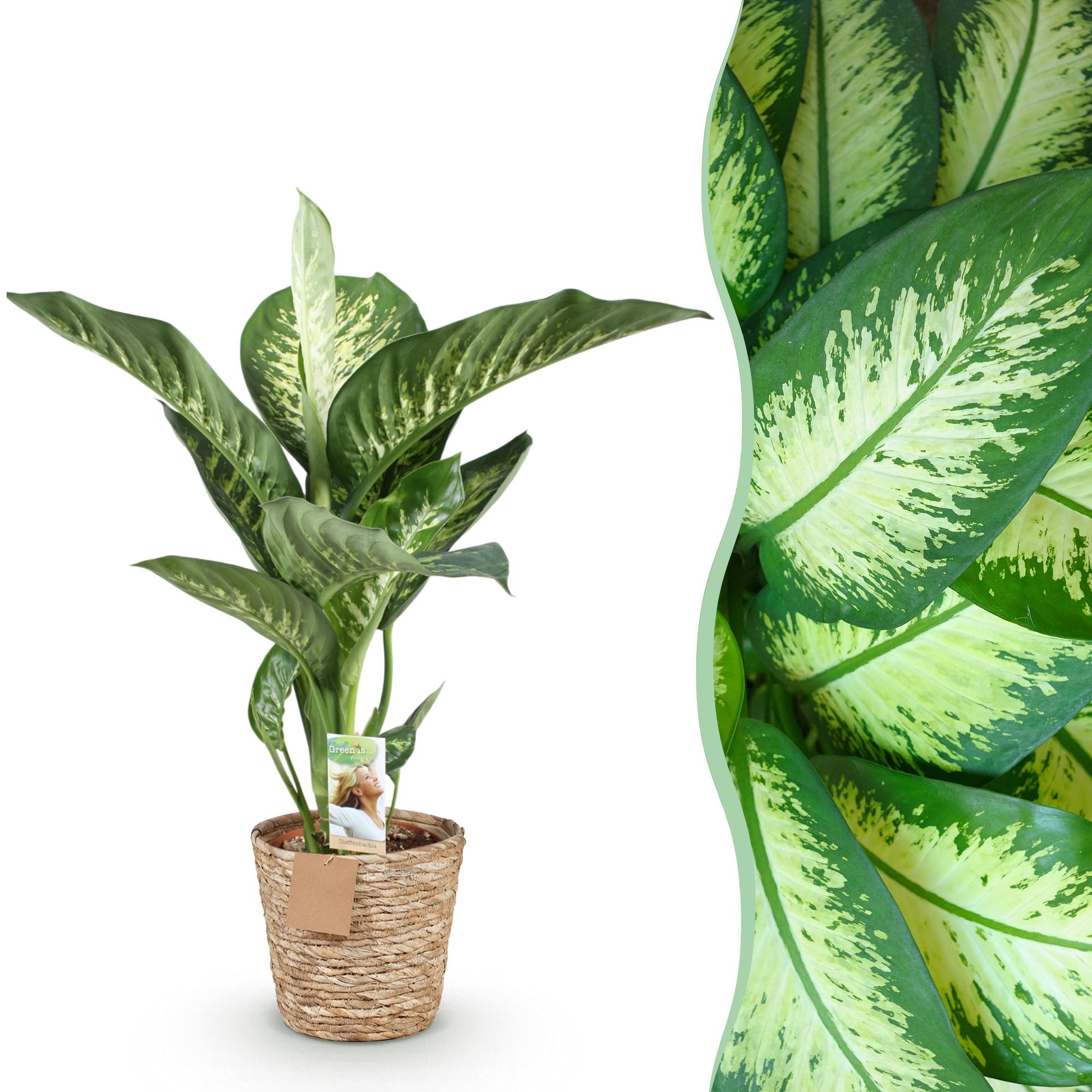 Dieffenbachia Tropic Snow – Ø 21 cm, 90–100 cm