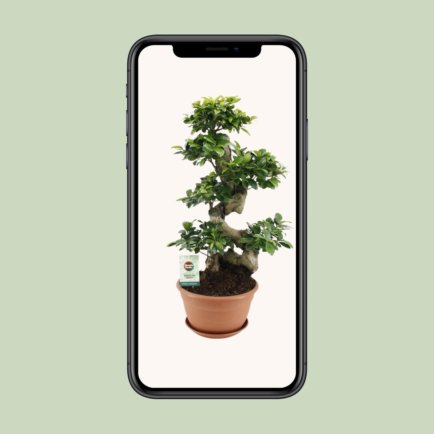 Ficus Ginseng – Das lebende Kunstwerk in Bonsai-Optik