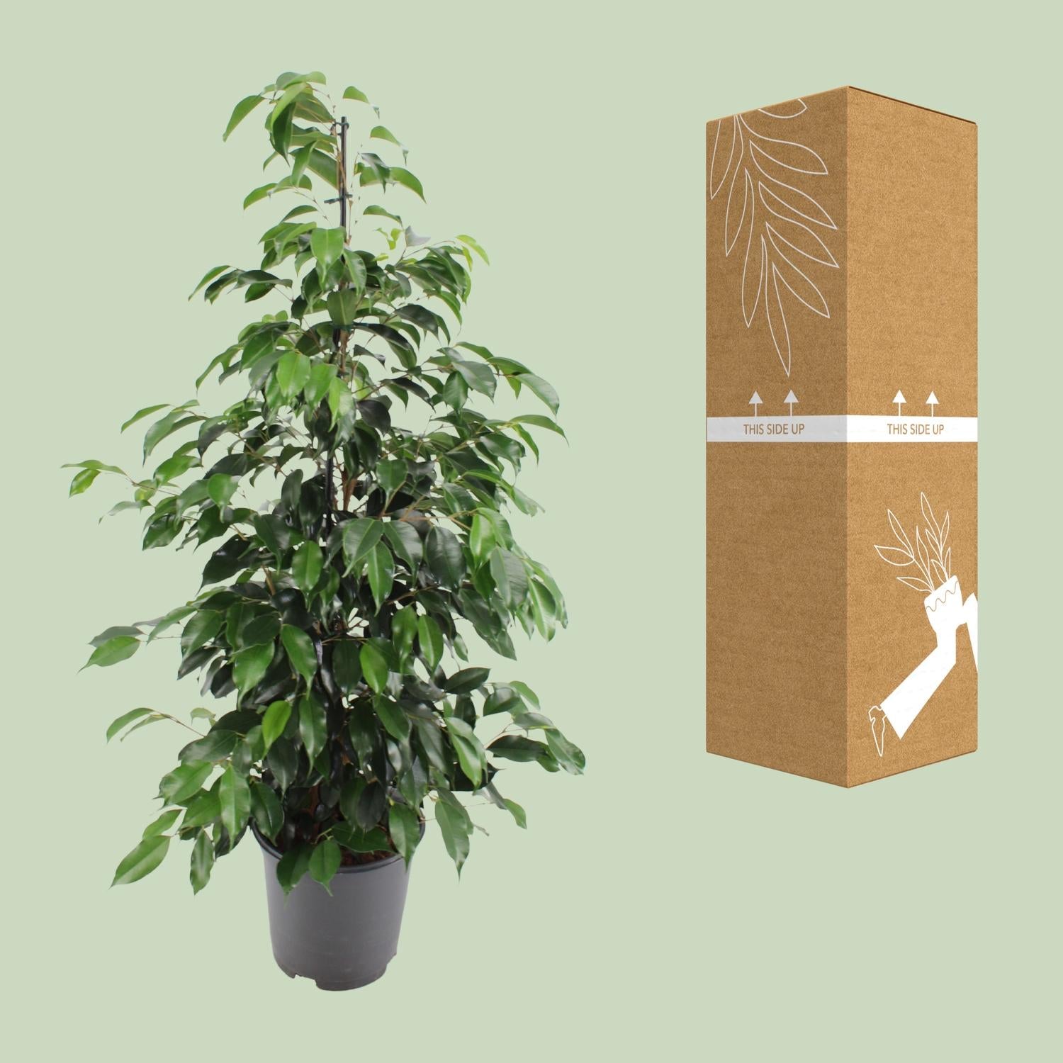 Ficus Benjamina „Danielle“ – Zeitlose Eleganz in Tiefgrün