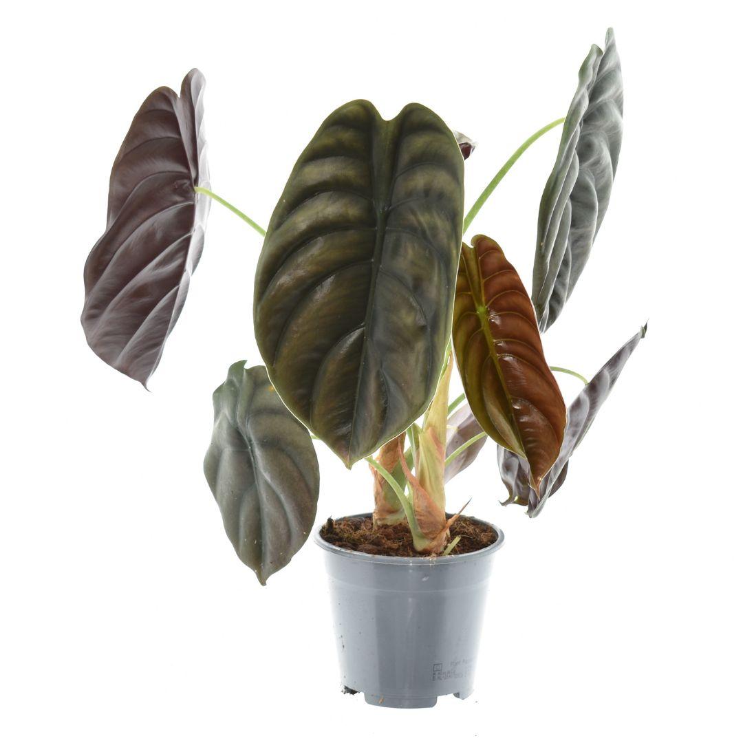 Alocasia Red Secret – Ø 14 cm, 35 cm
