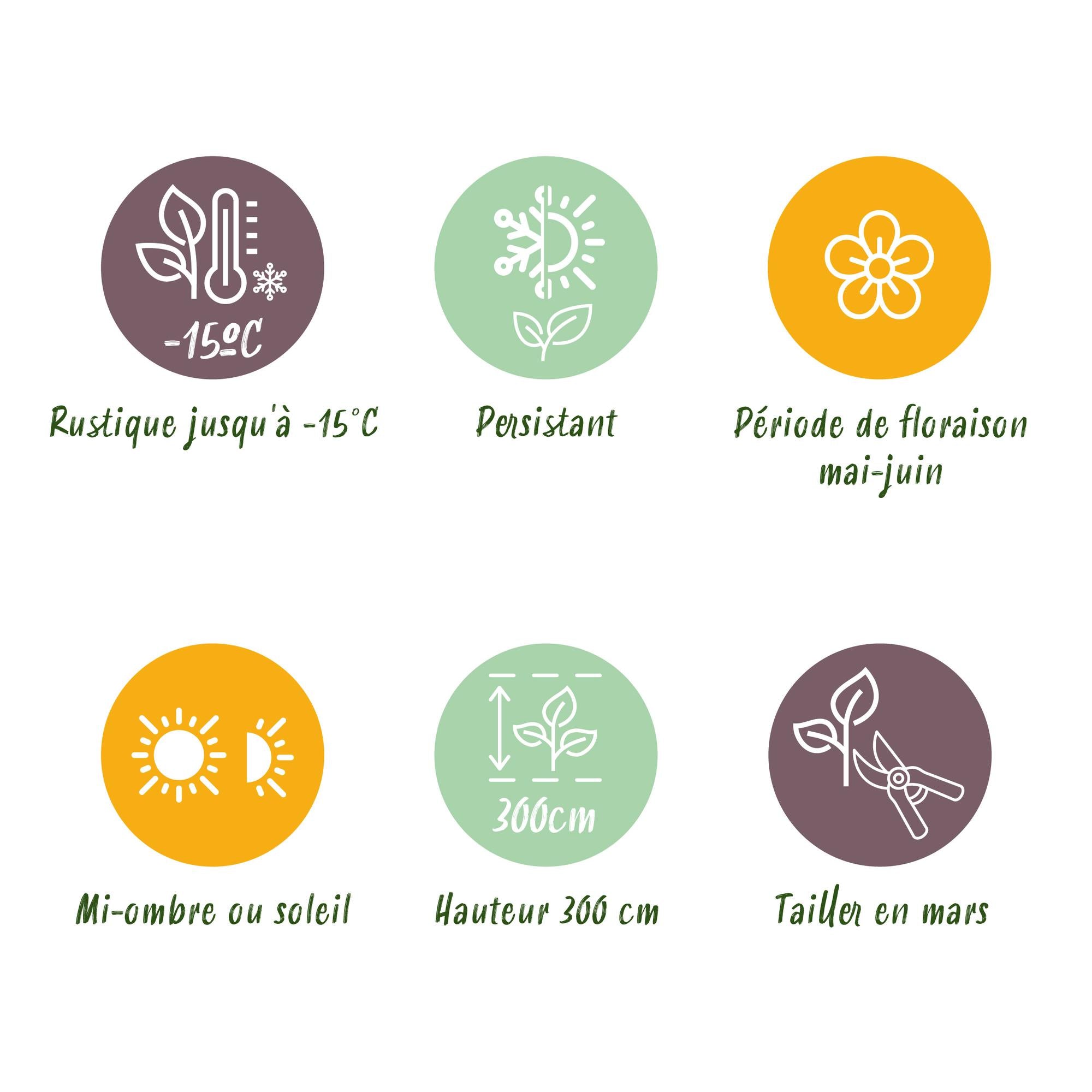 Glanzmispel 6x 'Carré Rouge' (Photinia fraseri)