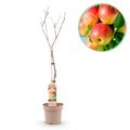 Apfelbaum Jonagold - Malus domestica - Gelbgrüner Apfel - Höhe 90 cm - Topf 21 cm