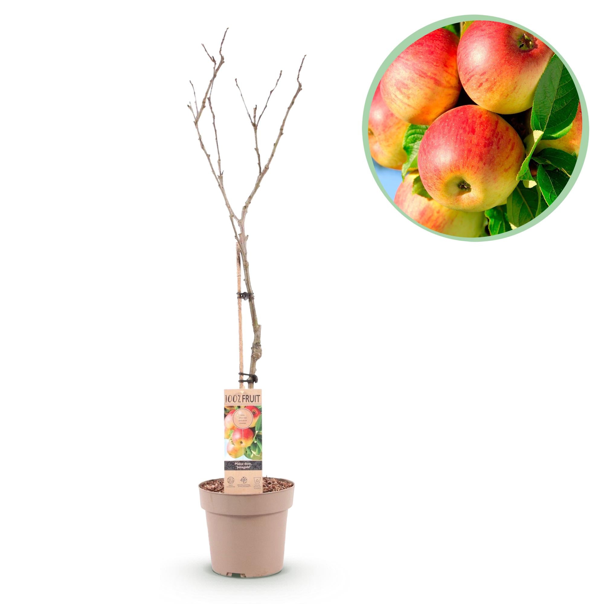 Apfelbaum Jonagold - Malus domestica - Gelbgrüner Apfel - Höhe 90 cm - Topf 21 cm