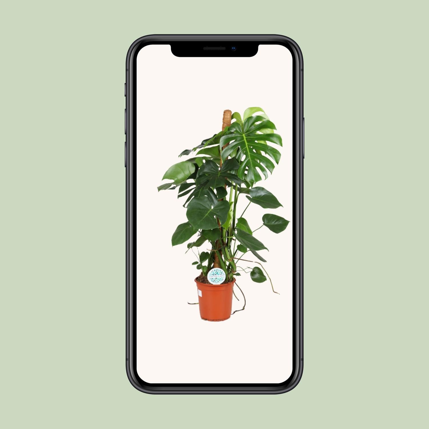 Monstera Deliciosa – Das ikonische Fensterblatt