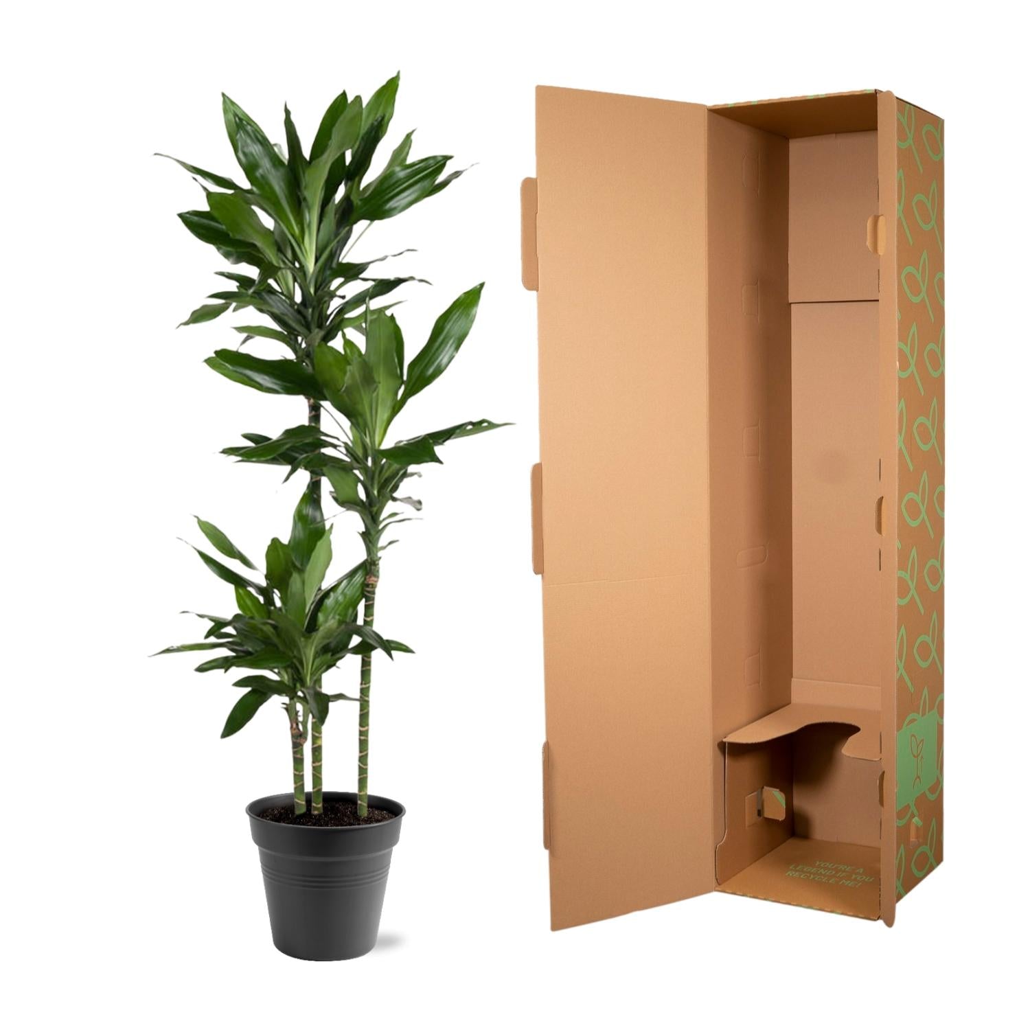 Dracaena Janet Lind – Der smaragdgrüne Raumriese