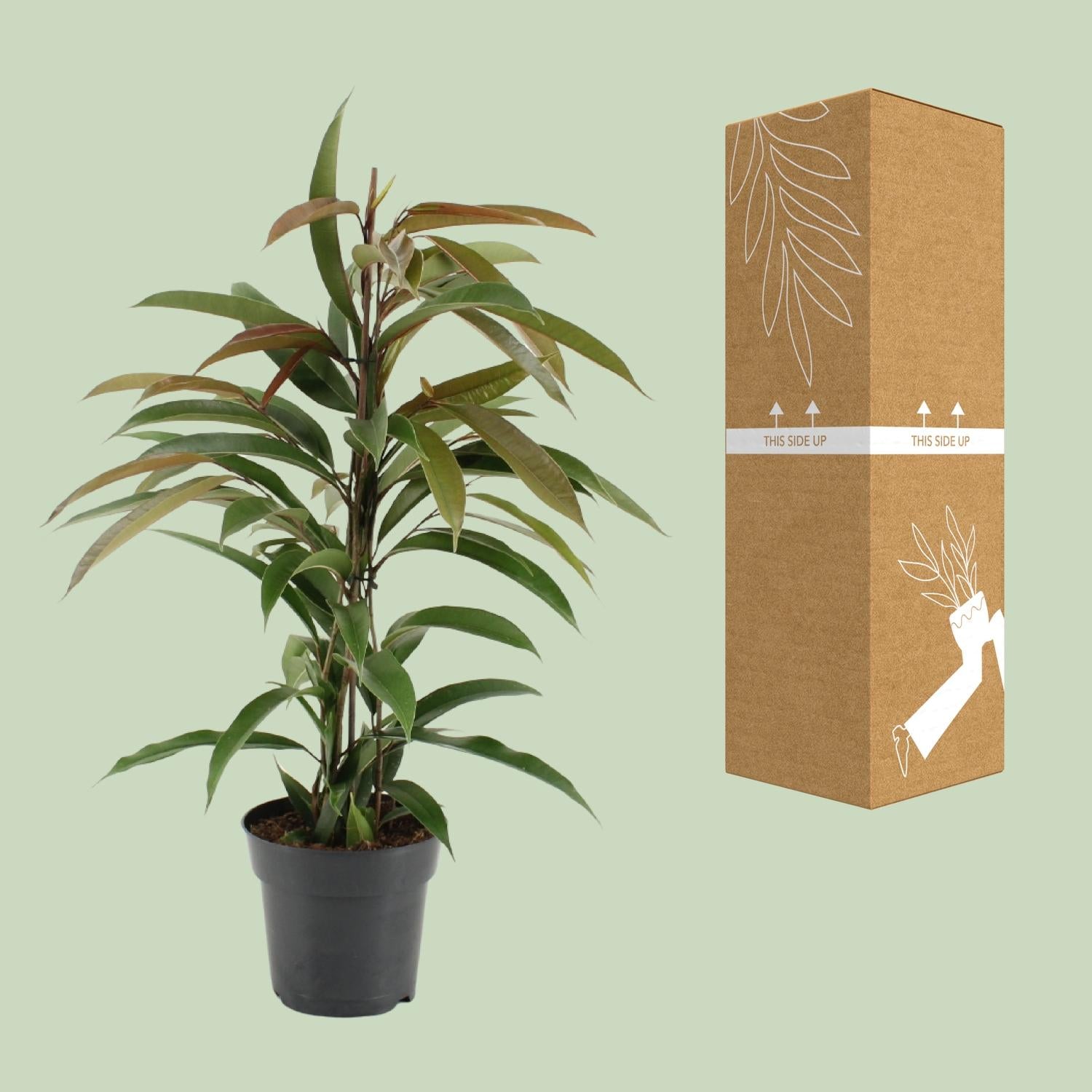 Ficus Binnendijkii 'Amstel King' – Der majestätische Lorbeer-Ficus