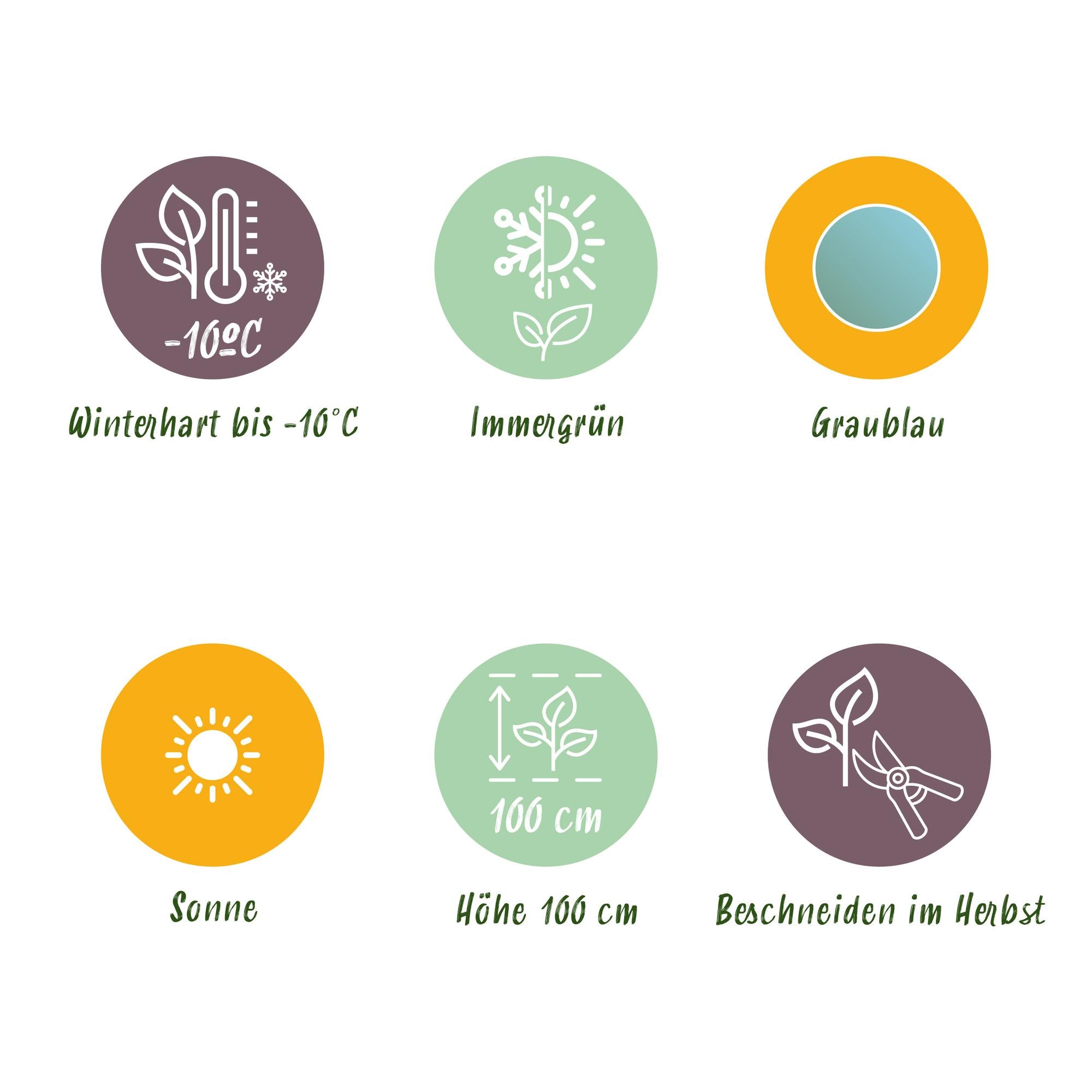 Eukalyptus (Eucalyptus gunnii) – Ø 17 cm, 40 cm