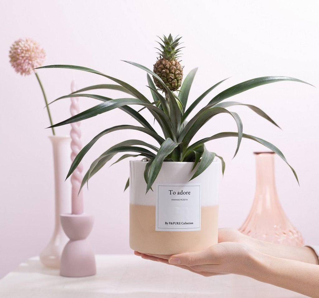 Ananas Rosita Geschenk "To Adore" – Inkl. Grußkarte