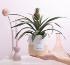 Ananas Rosita Geschenk "To Adore" – Inkl. Grußkarte