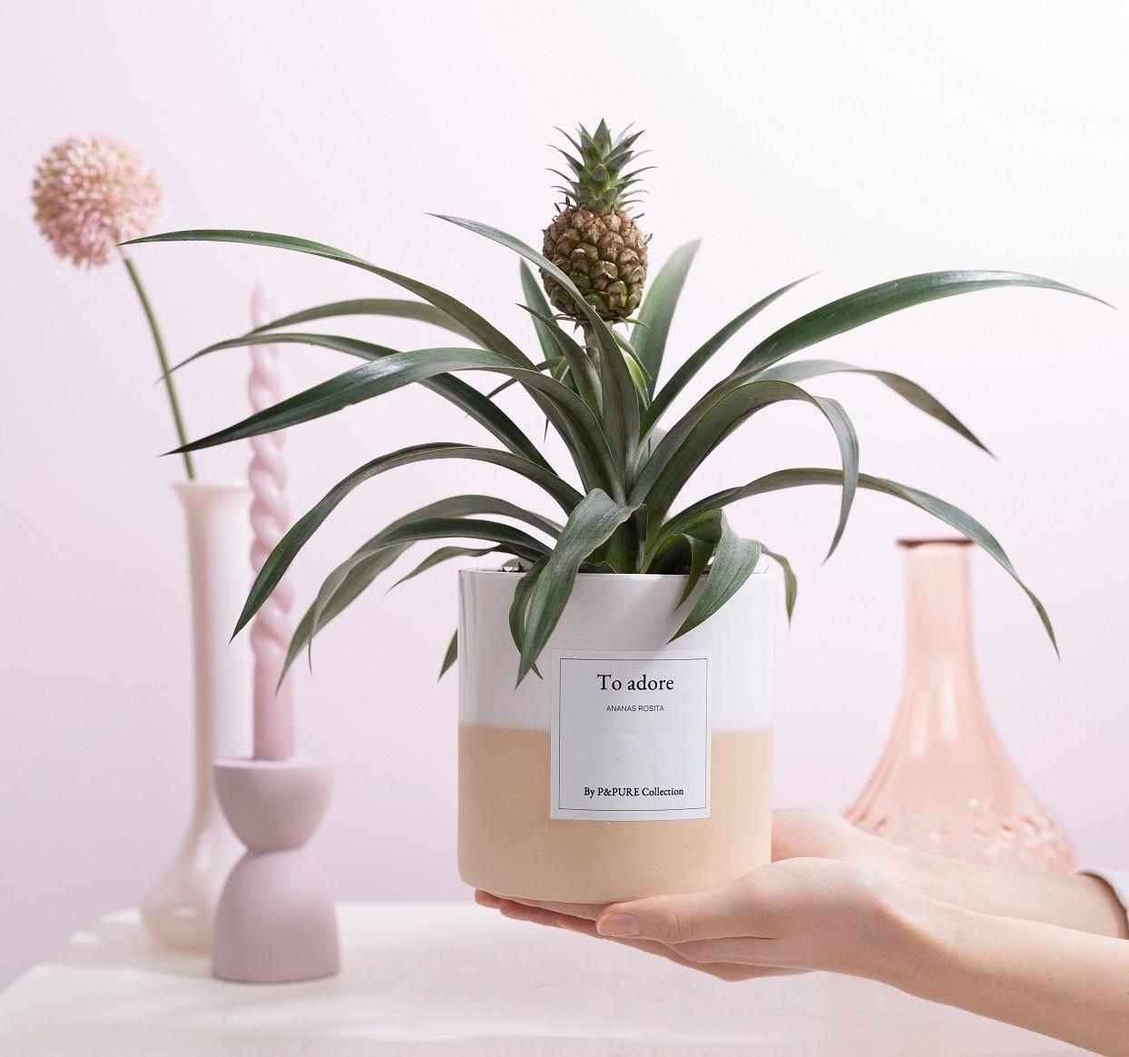 Ananas Rosita Geschenk "To Adore" – Inkl. Grußkarte