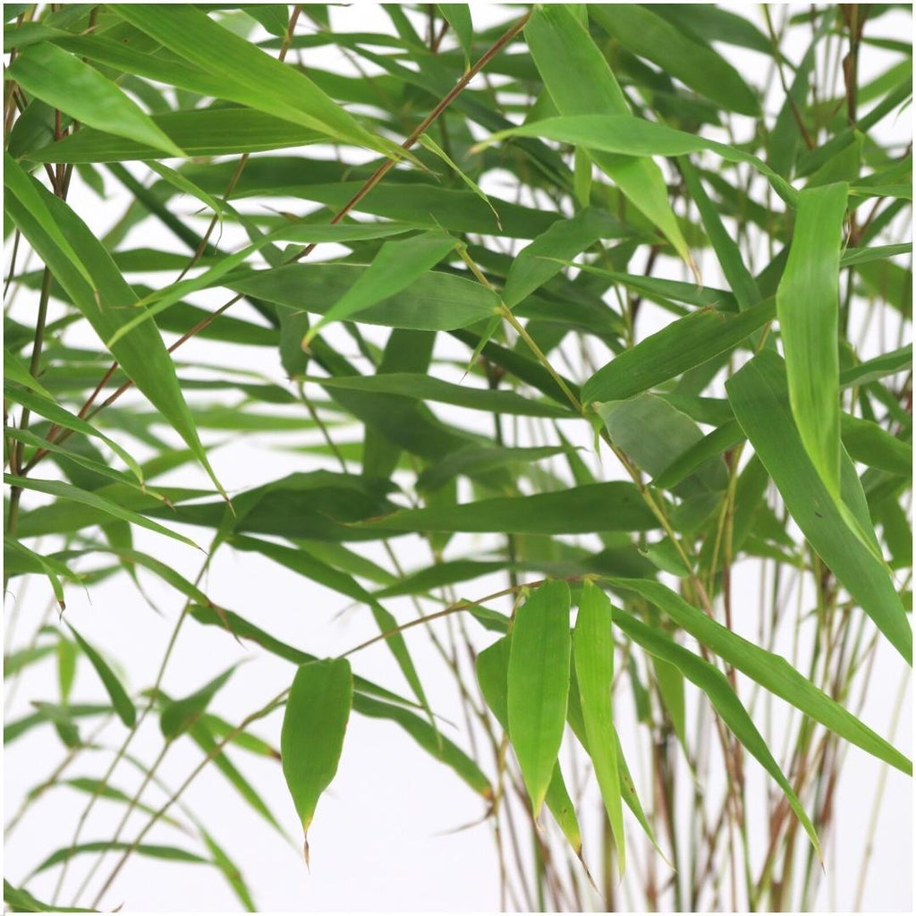 6x Fargesia Rufa Ø13 cm – ↕25 cm Bambus