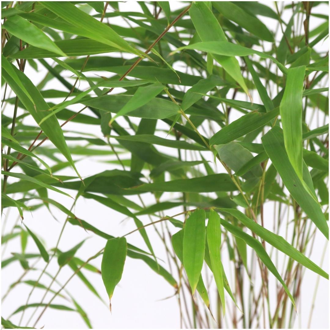 6x Fargesia Rufa Ø13 cm – ↕25 cm Bambus