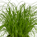 Cyperus Alternifolius (Katzengras) – Ø 12 cm, 20 cm