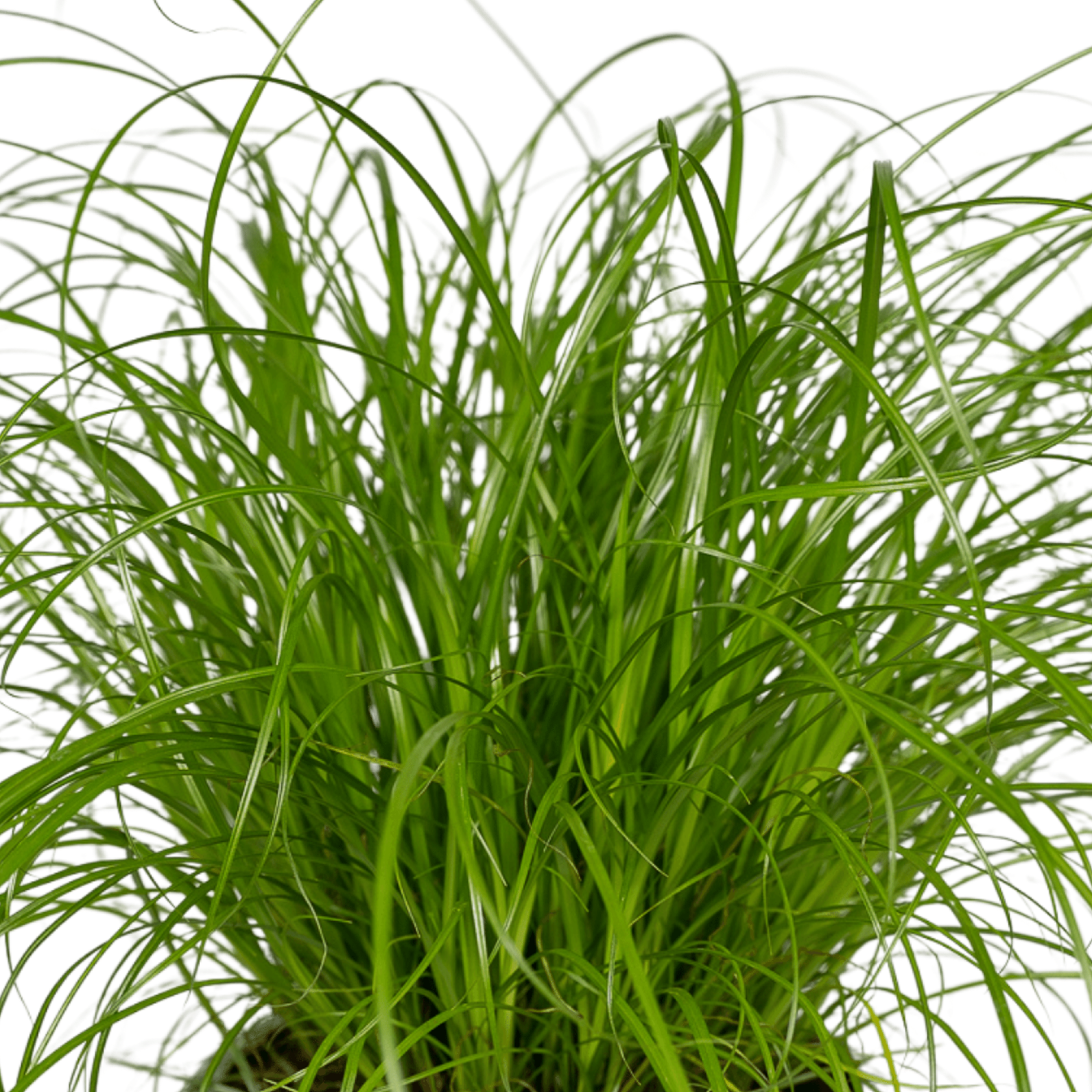 Cyperus Alternifolius (Katzengras) – Ø 12 cm, 20 cm