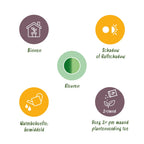 Dieffenbachia Tropic Snow – Ø 21 cm, 90–100 cm