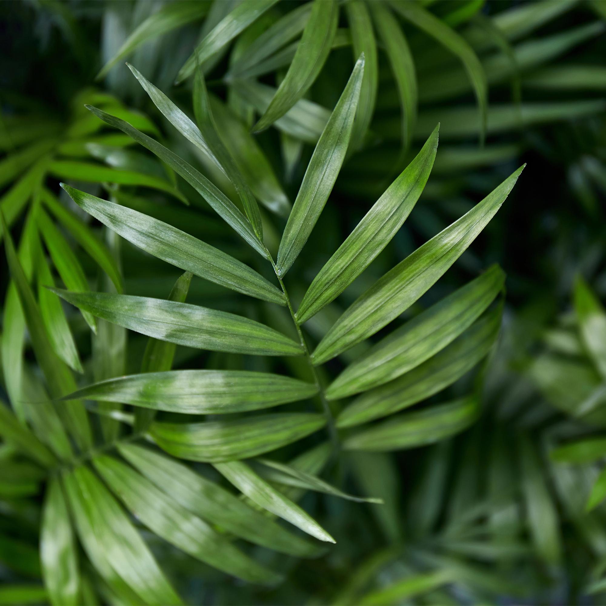 Chamaedorea elegans – Die Bergpalme im attraktiven 2er-Set