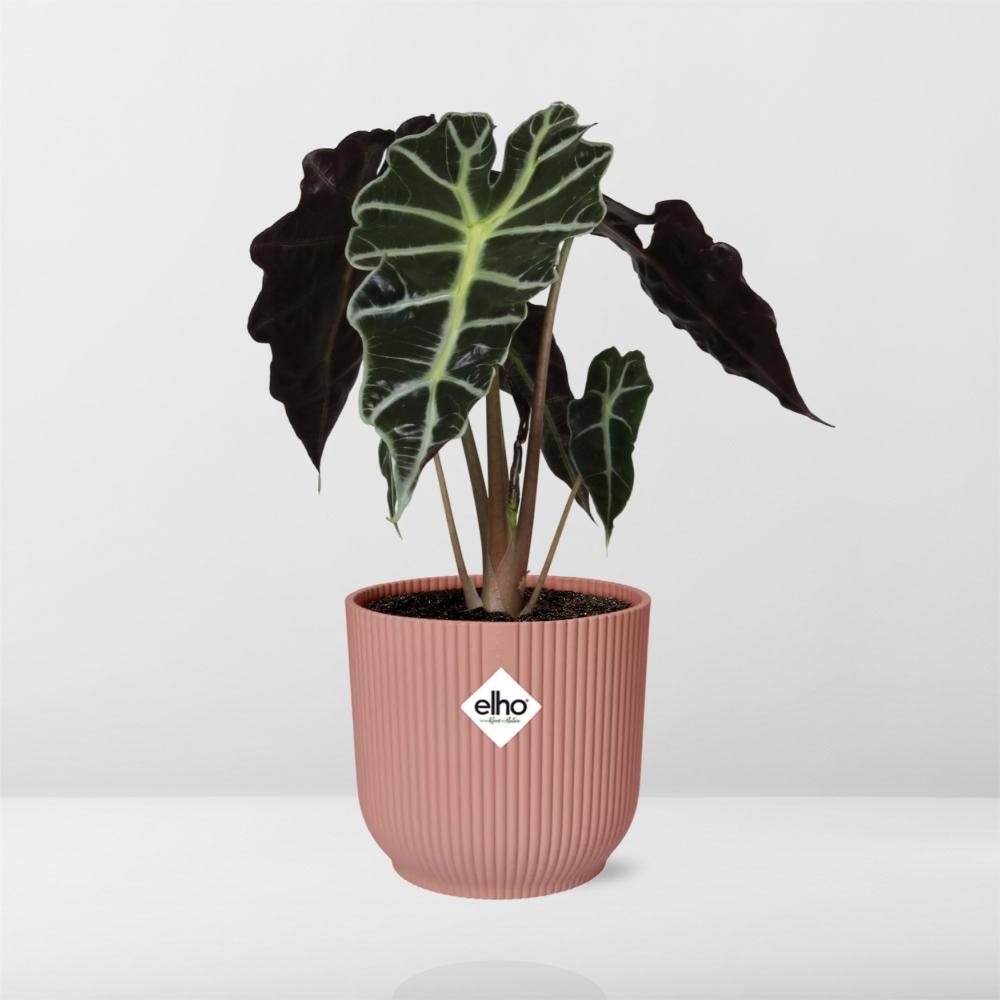 Alocasia Polly – Ø 14 cm, ELHO Vibes Fold Rosa
