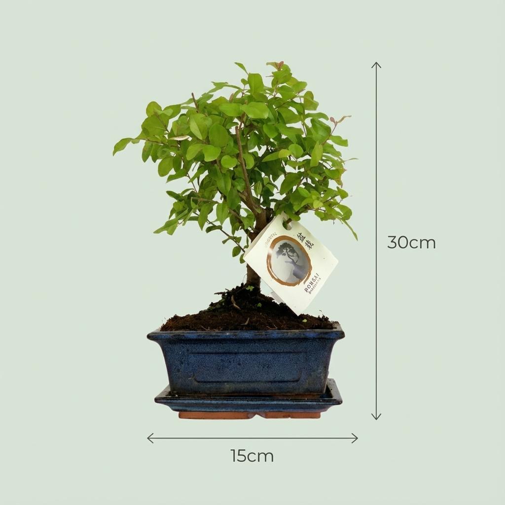 Bonsai Kugelform – Symmetrische Eleganz