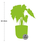 Alocasia Polly – Ø 14 cm, ELHO Vibes Fold Gelb