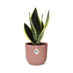 Sansevieria Futura Superba Inkl. Topf Rosa
