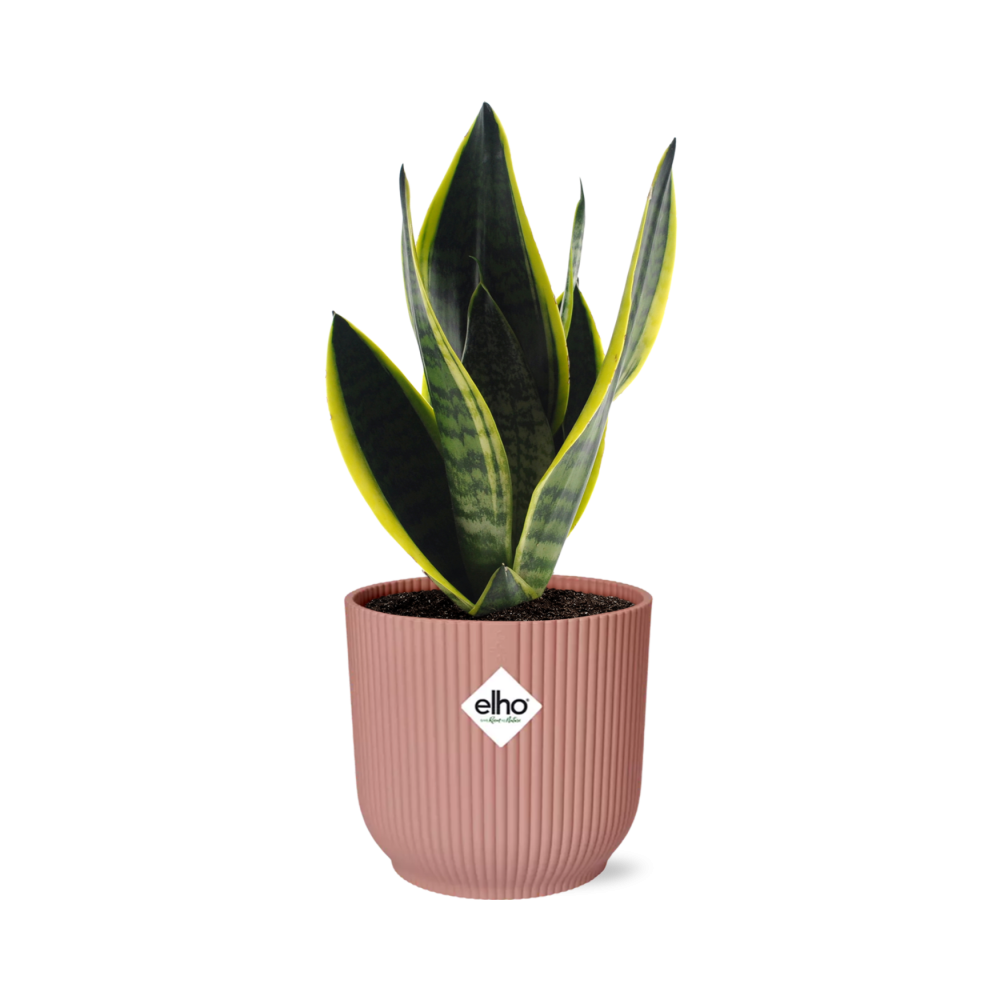 Sansevieria Futura Superba Inkl. Topf Rosa