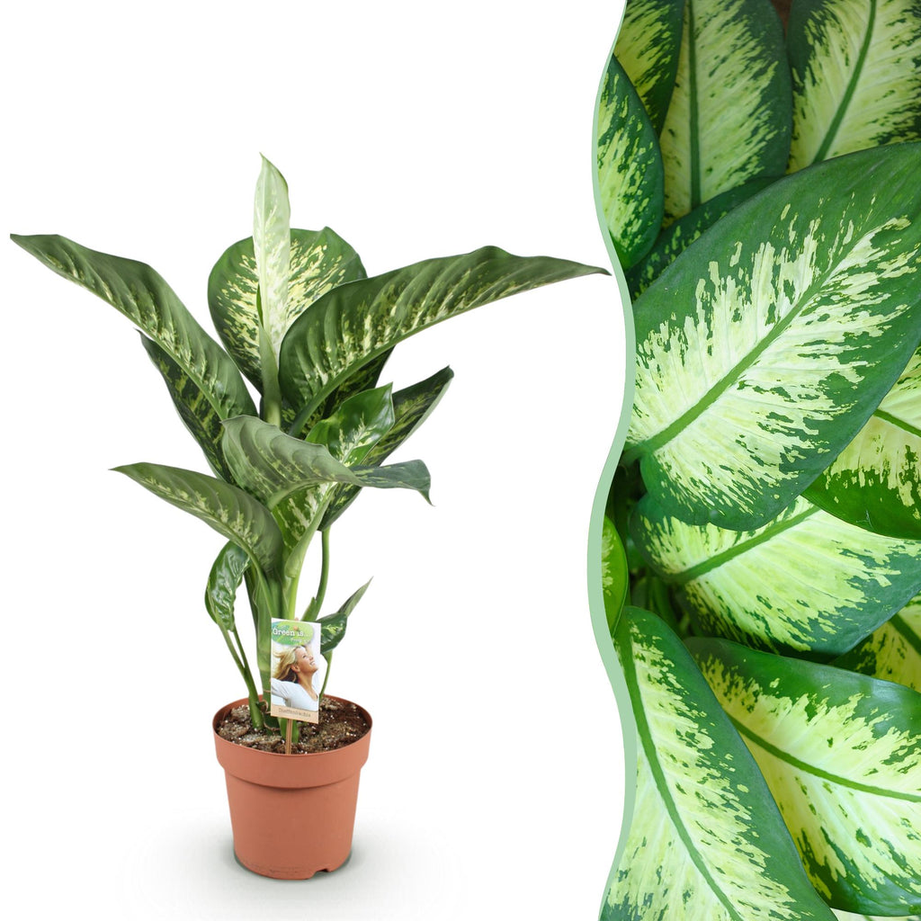Dieffenbachia 'Tropic Snow' (Dieffenbachia amoena)