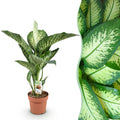 Dieffenbachia 'Tropic Snow' (Dieffenbachia amoena)