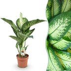 Dieffenbachia 'Tropic Snow' (Dieffenbachia amoena)