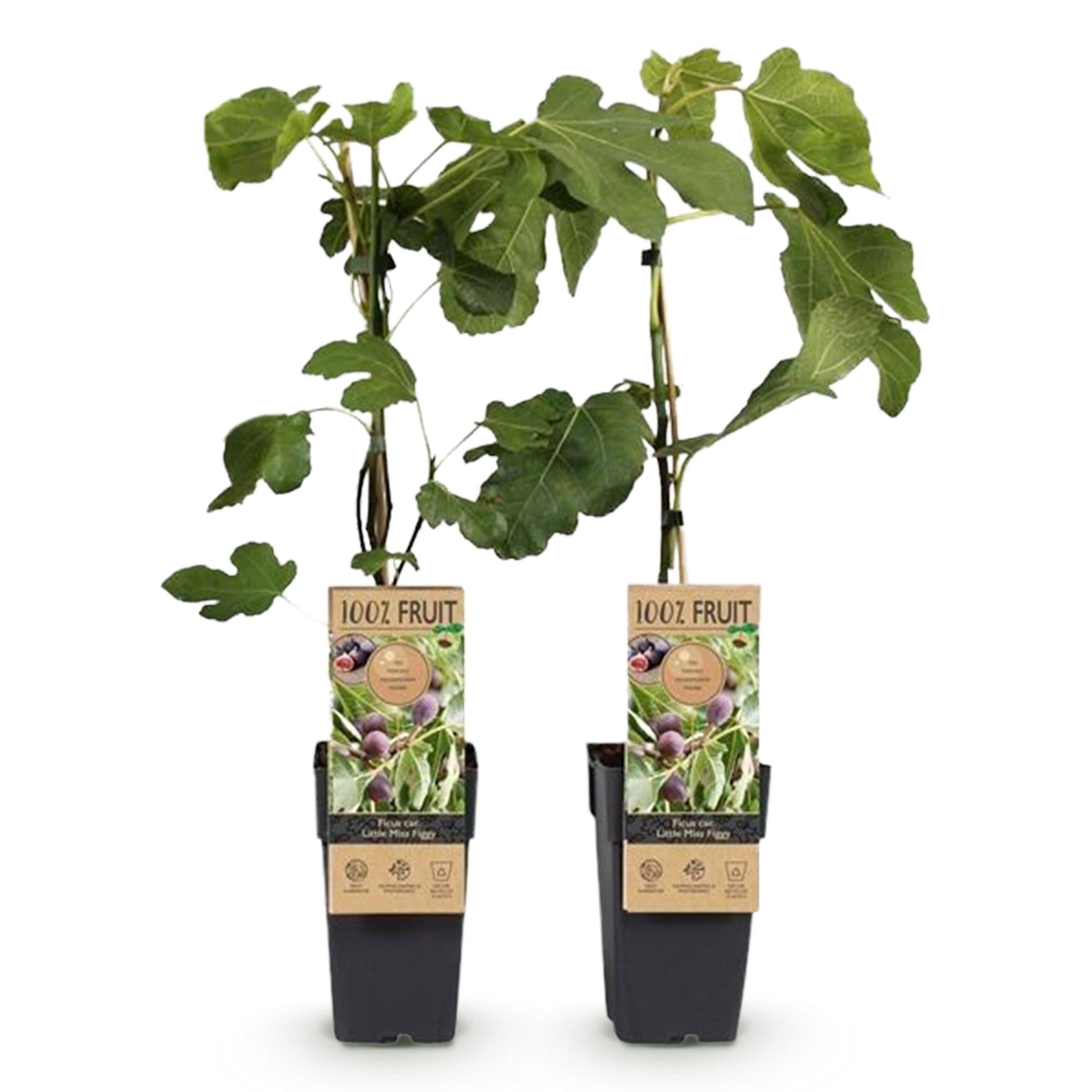 Feigenbaum Little Miss Figgy (Ficus carica) – Ø 15 cm, 50 cm