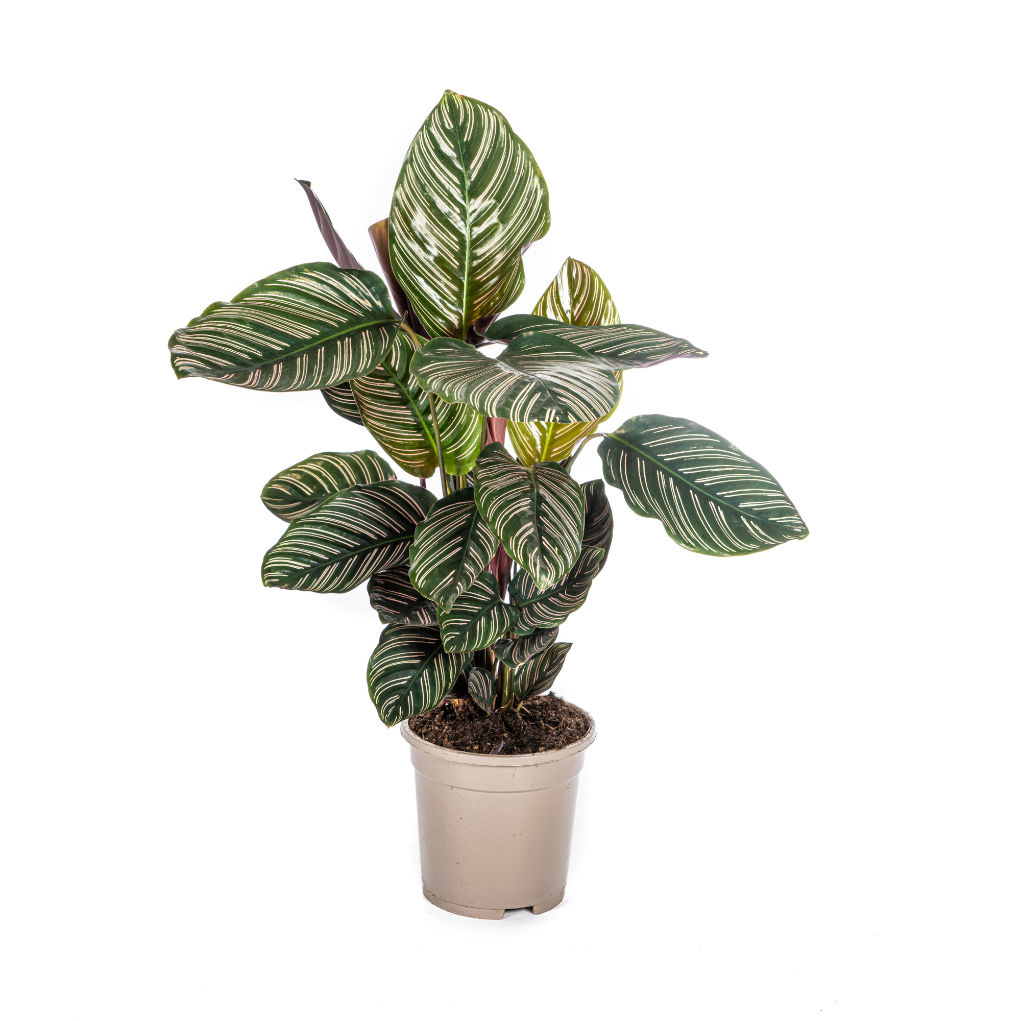 Calathea Ornata „Sanderiana“ – Die Pflanze mit den Nadelstreifen