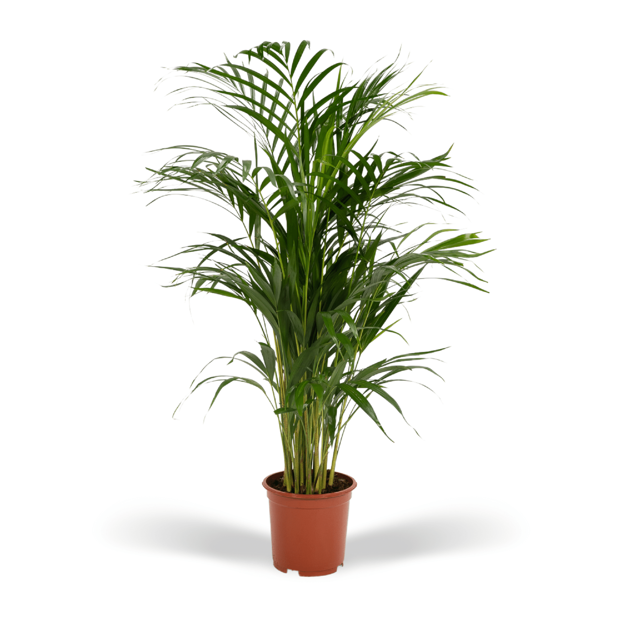 Areca-Palme (Goldfruchtpalme) – Dein natürlicher Luftfilter
