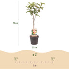 Apfelbaum Jonagold - Malus domestica - Gelbgrüner Apfel - Höhe 90 cm - Topf 21 cm