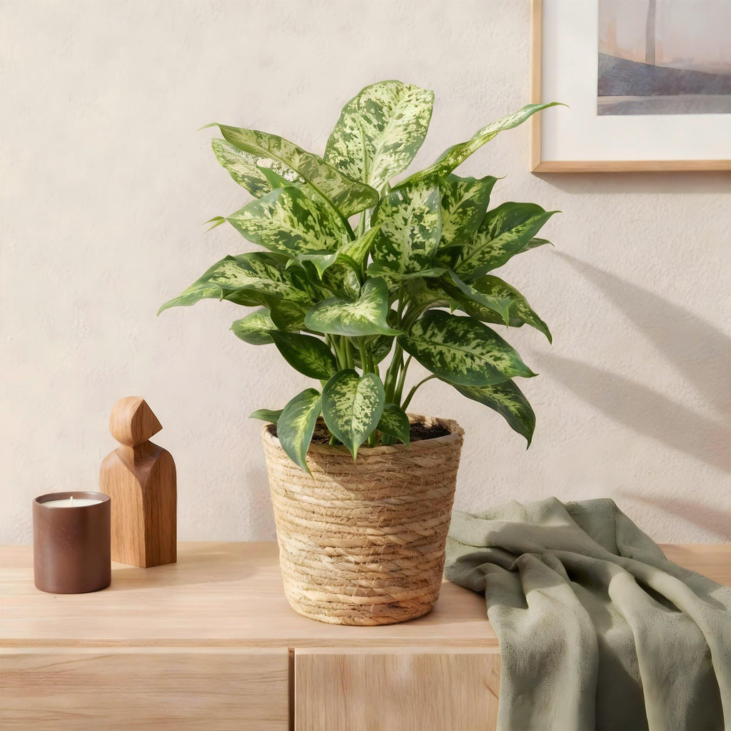 🌿 Dieffenbachia Compacta – Ø 17 cm, 45–50 cm