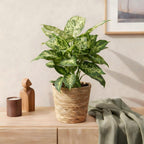 🌿 Dieffenbachia Compacta – Ø 17 cm, 45–50 cm