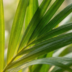 4x Areca Goldfruchtpalme (Set) – Frisches Tropen-Flair