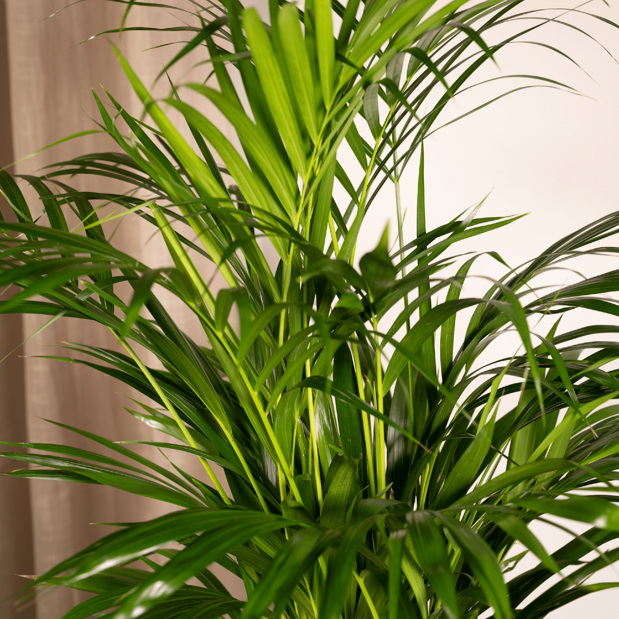 Areca-Palme (Goldfruchtpalme) – Dein natürlicher Luftfilter