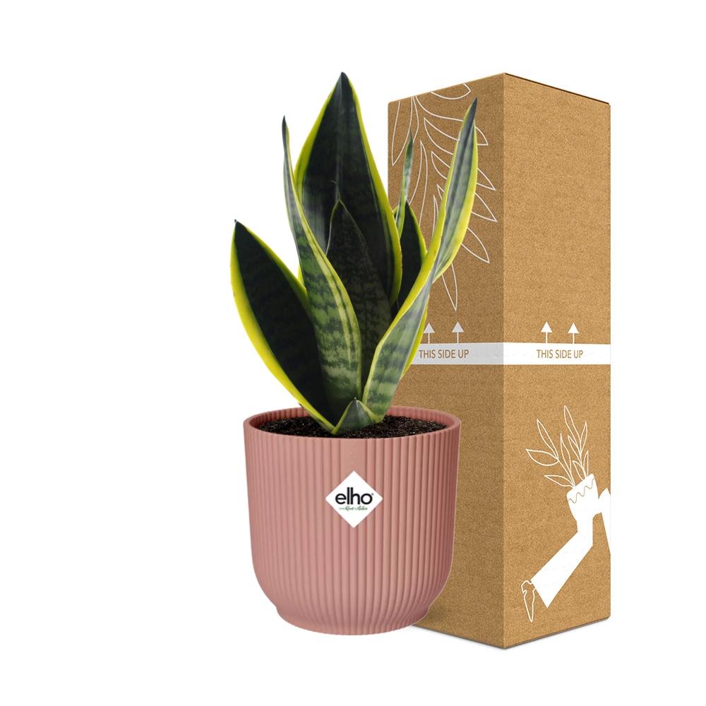Sansevieria Futura Superba Inkl. Topf Rosa