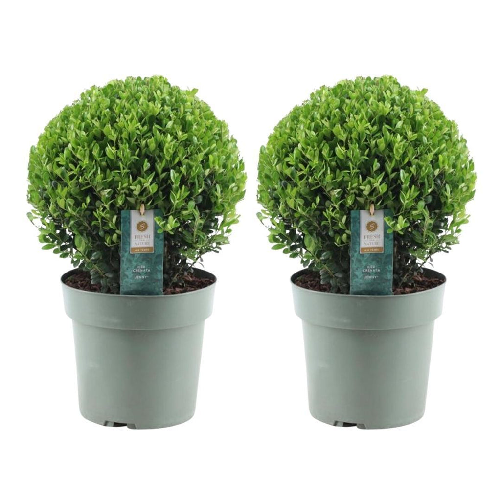 2x Ilex crenata 'Jenny' Kugel XL (Set)