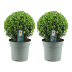 2x Ilex crenata 'Jenny' Kugel XL (Set)